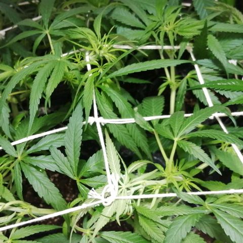 shurak kush  growlog photo: luz off mejor vision y color 