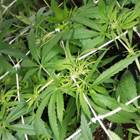shurak kush  growlog photo: luz off mejor vision y color 