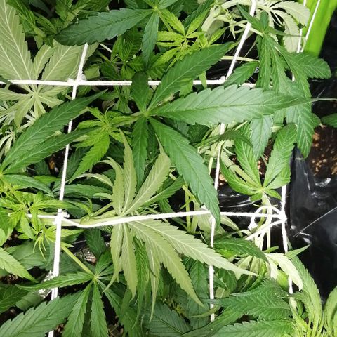 shurak kush  growlog photo: algunas fotos sin luz para poder apreciar mejor el estado de las hojas y grosor de ramas , el scrog que esta a un 85% luz off 12pm - luz on 12am