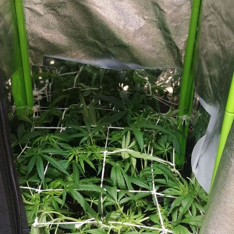 shurak kush  growlog photo: algunas fotos sin luz para poder apreciar mejor el estado de las hojas y grosor de ramas , el scrog que esta a un 85% luz off 12pm - luz on 12am