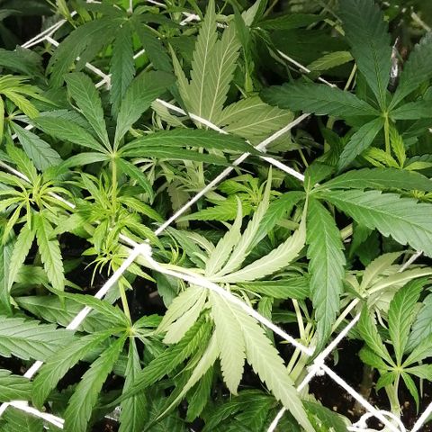 shurak kush  growlog photo: algunas fotos sin luz para poder apreciar mejor el estado de las hojas y grosor de ramas , el scrog que esta a un 85% luz off 12pm - luz on 12am