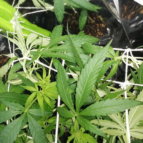 shurak kush  growlog photo: algunas fotos sin luz para poder apreciar mejor el estado de las hojas y grosor de ramas , el scrog que esta a un 85% luz off 12pm - luz on 12am