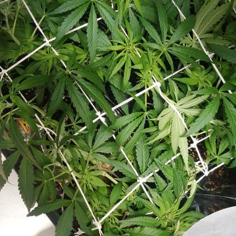 shurak kush  growlog photo: algunas fotos sin luz para poder apreciar mejor el estado de las hojas y grosor de ramas , el scrog que esta a un 85% luz off 12pm - luz on 12am