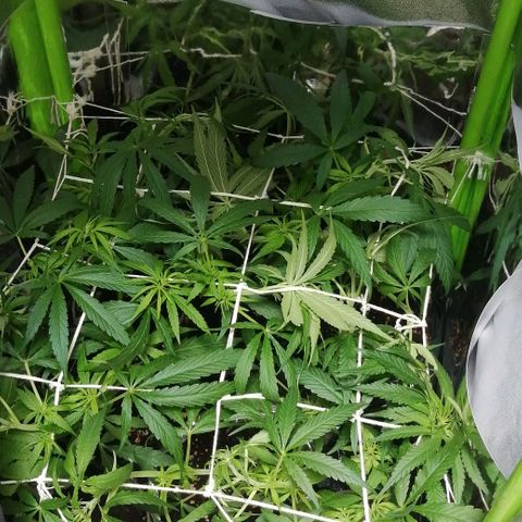 shurak kush  growlog timeline photo