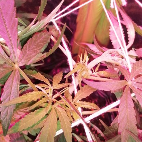 shurak kush  growlog photo: luz on 12am ( foto 1:04am ) unas fotitos de como amanecerieron las señoritas .. saludos.. estare subiendo fotos antes de luz off y para ver alguna novedad con el sexado buenos humos