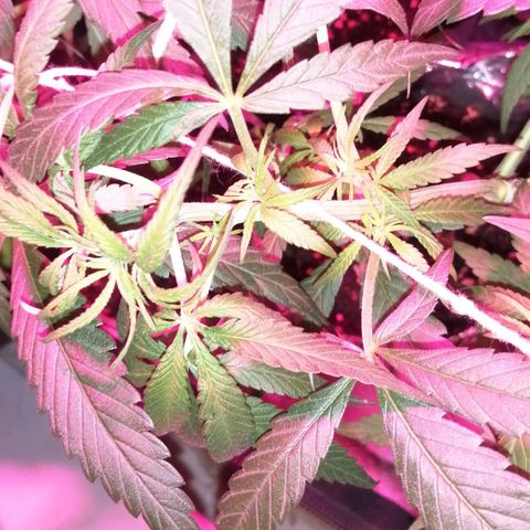shurak kush  growlog photo: luz on 12am ( foto 1:04am ) unas fotitos de como amanecerieron las señoritas .. saludos.. estare subiendo fotos antes de luz off y para ver alguna novedad con el sexado buenos humos