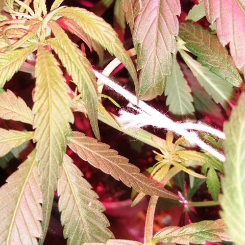 shurak kush  growlog photo: luz on 12am ( foto 1:04am ) unas fotitos de como amanecerieron las señoritas .. saludos.. estare subiendo fotos antes de luz off y para ver alguna novedad con el sexado buenos humos