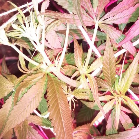 shurak kush  growlog photo: luz on 12am ( foto 1:04am ) unas fotitos de como amanecerieron las señoritas .. saludos.. estare subiendo fotos antes de luz off y para ver alguna novedad con el sexado buenos humos