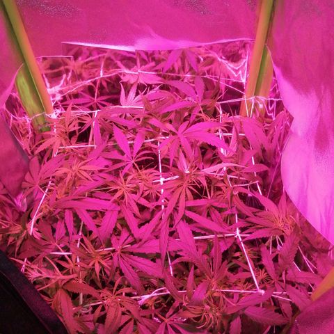 shurak kush  growlog timeline photo