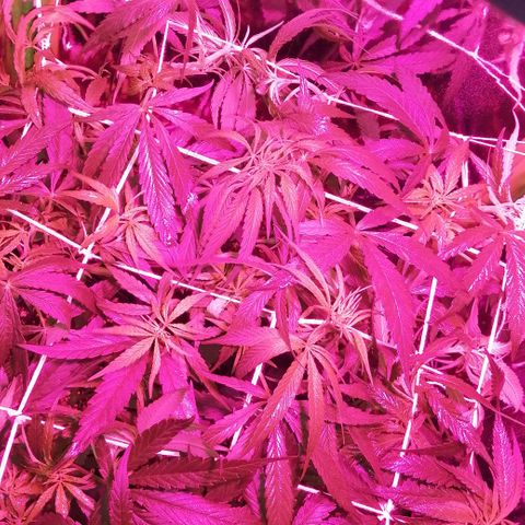 shurak kush  growlog photo: esperando sexado 
