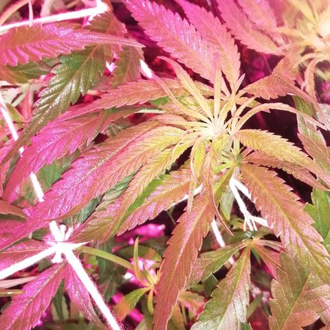 shurak kush  growlog photo: esperando sexado 