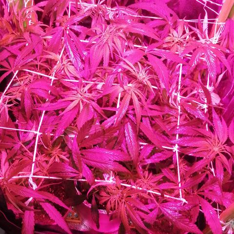 shurak kush  growlog photo: esperando sexado 