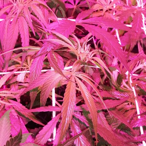 shurak kush  growlog photo: esperando sexado 
