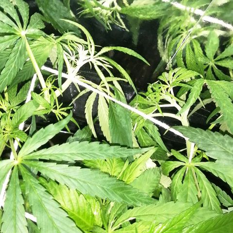 shurak kush  growlog photo: fotos 12:10pm al momento de apagar la led aprovecho para tomar unas buenas fotos a las ejemplares regulares... por el momento no hya señales de sexado pero si un estiramiento fuerte y verde buenos humos... nos vemos en el siguiente post🍃🔥🎄 