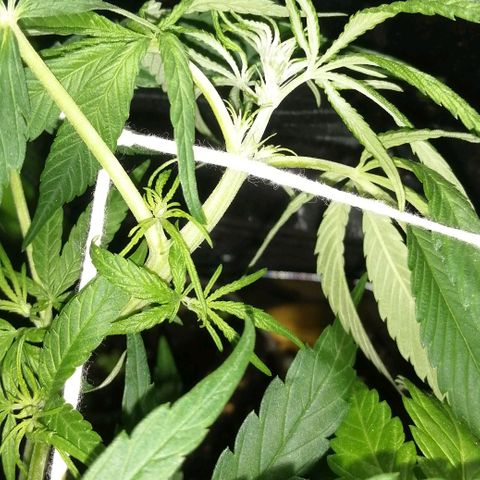 shurak kush  growlog photo: fotos 12:10pm al momento de apagar la led aprovecho para tomar unas buenas fotos a las ejemplares regulares... por el momento no hya señales de sexado pero si un estiramiento fuerte y verde buenos humos... nos vemos en el siguiente post🍃🔥🎄 