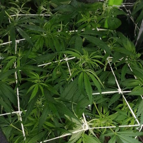 shurak kush  growlog photo: fotos 12:10pm al momento de apagar la led aprovecho para tomar unas buenas fotos a las ejemplares regulares... por el momento no hya señales de sexado pero si un estiramiento fuerte y verde buenos humos... nos vemos en el siguiente post🍃🔥🎄 