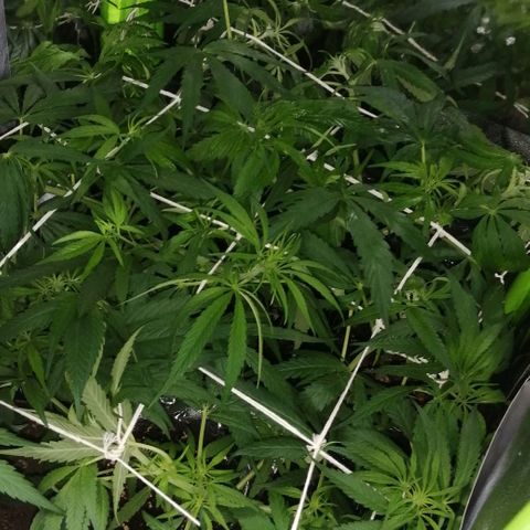 shurak kush  growlog photo: fotos 12:10pm al momento de apagar la led aprovecho para tomar unas buenas fotos a las ejemplares regulares... por el momento no hya señales de sexado pero si un estiramiento fuerte y verde buenos humos... nos vemos en el siguiente post🍃🔥🎄 