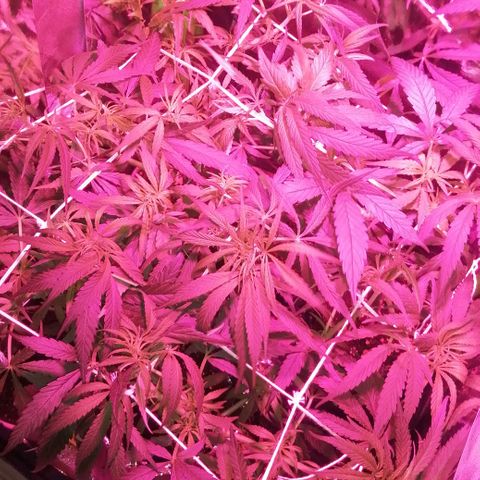 shurak kush  growlog timeline photo