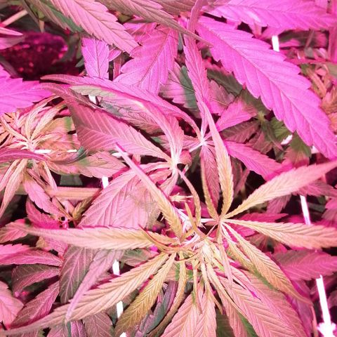 shurak kush  growlog timeline photo