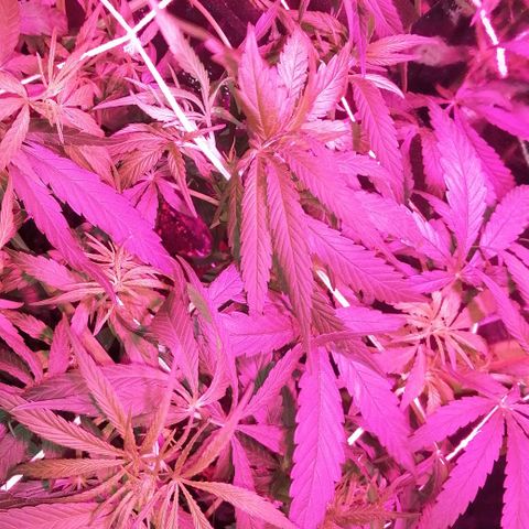 shurak kush  growlog timeline photo