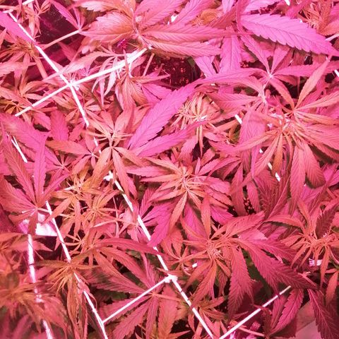 shurak kush  growlog timeline photo