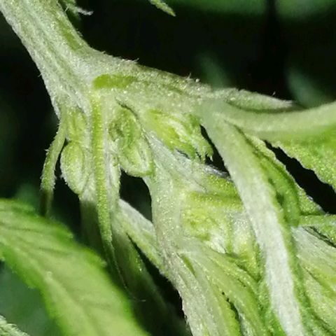 shurak kush  growlog photo: con liz led rosa es antes de defoliacion, dejo algunas imágenes de la prefloraciones de algunos ejemplares macho.. la verdad aue triste perp bueno una de las mas grandes se nos a pasado al otro bando 