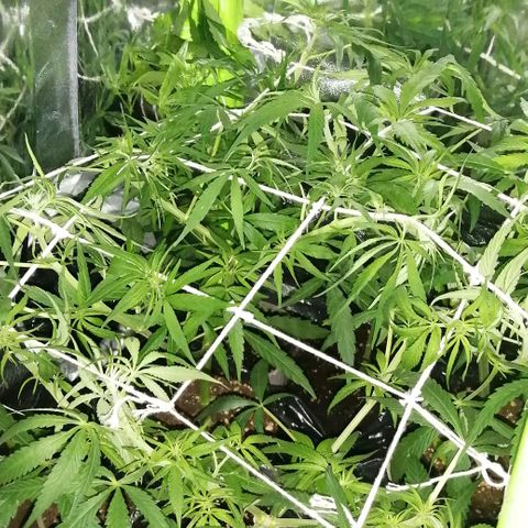 shurak kush  growlog photo: con liz led rosa es antes de defoliacion, dejo algunas imágenes de la prefloraciones de algunos ejemplares macho.. la verdad aue triste perp bueno una de las mas grandes se nos a pasado al otro bando 