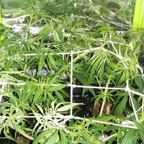 shurak kush  growlog photo: con liz led rosa es antes de defoliacion, dejo algunas imágenes de la prefloraciones de algunos ejemplares macho.. la verdad aue triste perp bueno una de las mas grandes se nos a pasado al otro bando 