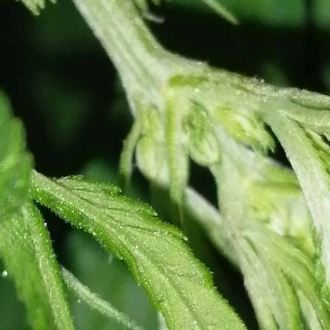shurak kush  growlog photo: con liz led rosa es antes de defoliacion, dejo algunas imágenes de la prefloraciones de algunos ejemplares macho.. la verdad aue triste perp bueno una de las mas grandes se nos a pasado al otro bando 