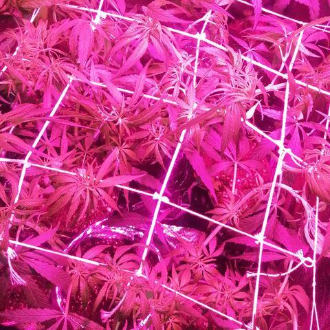 shurak kush  growlog photo: con liz led rosa es antes de defoliacion, dejo algunas imágenes de la prefloraciones de algunos ejemplares macho.. la verdad aue triste perp bueno una de las mas grandes se nos a pasado al otro bando 
