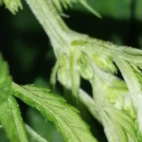 shurak kush  growlog photo: con liz led rosa es antes de defoliacion, dejo algunas imágenes de la prefloraciones de algunos ejemplares macho.. la verdad aue triste perp bueno una de las mas grandes se nos a pasado al otro bando 