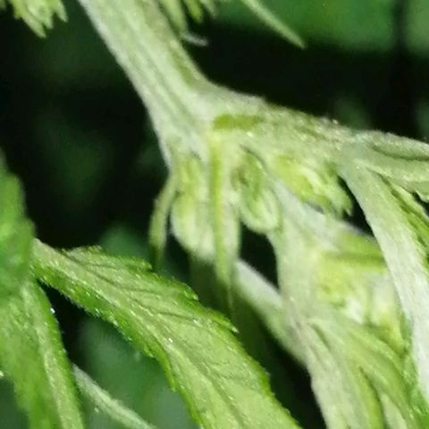 shurak kush  growlog photo: con liz led rosa es antes de defoliacion, dejo algunas imágenes de la prefloraciones de algunos ejemplares macho.. la verdad aue triste perp bueno una de las mas grandes se nos a pasado al otro bando 