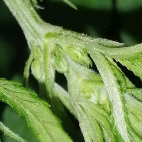 shurak kush  growlog photo: con liz led rosa es antes de defoliacion, dejo algunas imágenes de la prefloraciones de algunos ejemplares macho.. la verdad aue triste perp bueno una de las mas grandes se nos a pasado al otro bando 