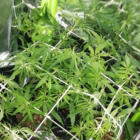 shurak kush  growlog timeline photo