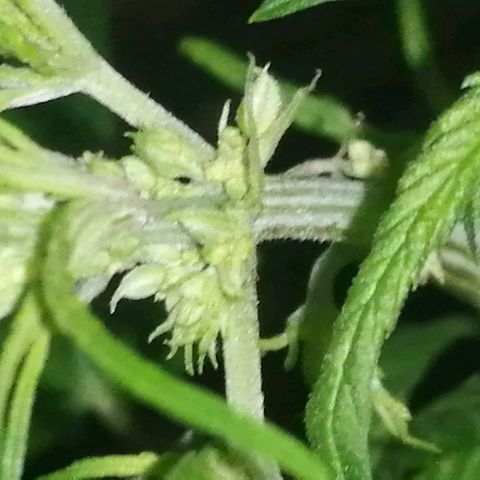 shurak kush  growlog photo: el ejemplar macho ( regular ) 1/7 macho   
 1/6 hembra 