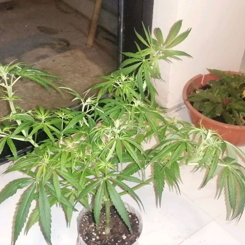 shurak kush  growlog photo: el ejemplar macho ( regular ) 1/7 macho   
 1/6 hembra 