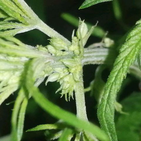 shurak kush  growlog photo: el ejemplar macho ( regular ) 1/7 macho   
 1/6 hembra 