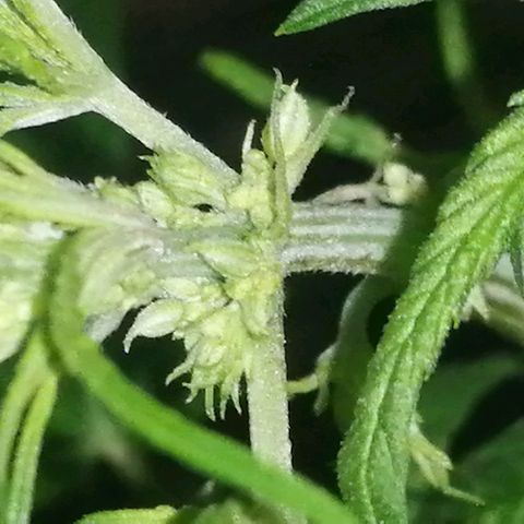 shurak kush  growlog photo: el ejemplar macho ( regular ) 1/7 macho   
 1/6 hembra 