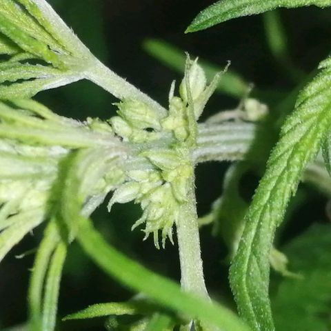 shurak kush  growlog photo: el ejemplar macho ( regular ) 1/7 macho   
 1/6 hembra 