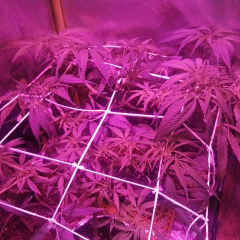shurak kush  growlog photo: 6 ejemplares ... 1 hembra por el momento las demas siguen en proceso de streching