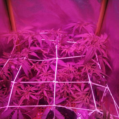 shurak kush  growlog photo: 6 ejemplares ... 1 hembra por el momento las demas siguen en proceso de streching