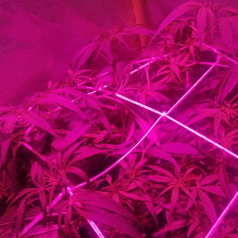 shurak kush  growlog timeline photo