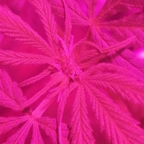 shurak kush  growlog timeline photo