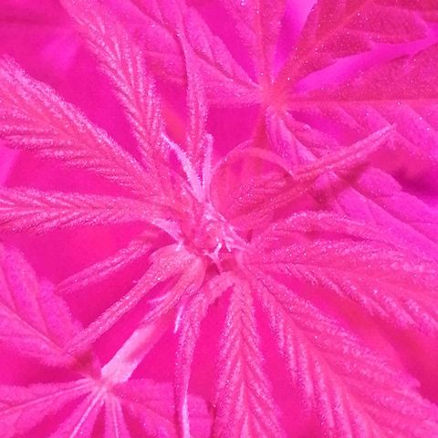 shurak kush  growlog photo: les envio fotos  de una ejemplar con predominancia indica y en flora es muy pequeña apenas y unos 35 ctm con 
corte apical no recibio muchs luz en etapa vegetativa y quedo con dos sencillas ramas samudos y buenos humos esperemos tener mas hembras 