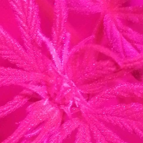 shurak kush  growlog timeline photo