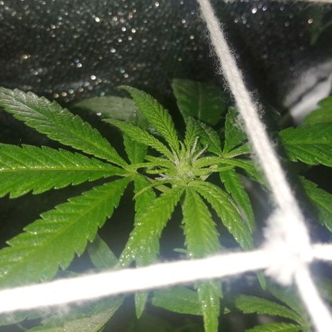 shurak kush  growlog photo: les dejo fotos.. un ejemplar ya con estigmas ( pistilos ) seguimiento riguroso ya que las 5 ejemolares pueden resultar macho esperemos que nos valla bien, buenos humos 
