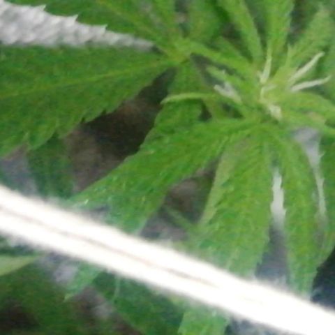 shurak kush  growlog photo: les dejo fotos.. un ejemplar ya con estigmas ( pistilos ) seguimiento riguroso ya que las 5 ejemolares pueden resultar macho esperemos que nos valla bien, buenos humos 
