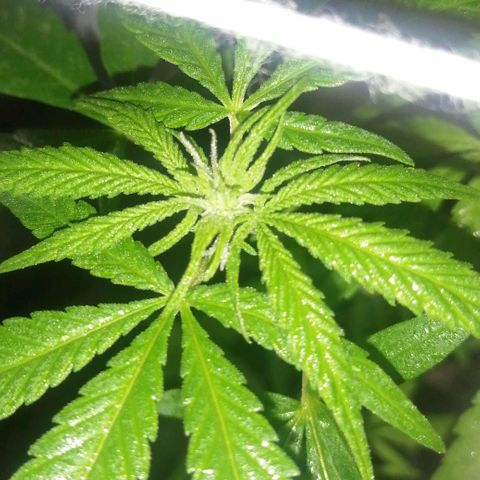 shurak kush  growlog photo: les dejo fotos.. un ejemplar ya con estigmas ( pistilos ) seguimiento riguroso ya que las 5 ejemolares pueden resultar macho esperemos que nos valla bien, buenos humos 