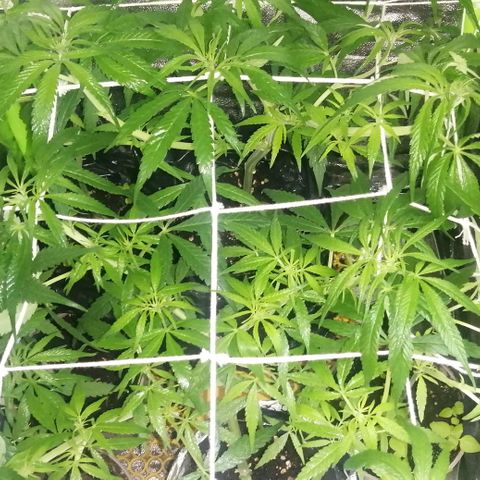 shurak kush  growlog photo: les dejo fotos.. un ejemplar ya con estigmas ( pistilos ) seguimiento riguroso ya que las 5 ejemolares pueden resultar macho esperemos que nos valla bien, buenos humos 