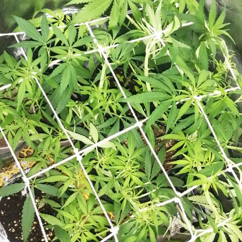 shurak kush  growlog photo: buenos humos... amigos seguimos con 1 ejemplar de sexo hembra, nos quedan 5 regulares, vamos con fe les dejo unas fotos 🔥